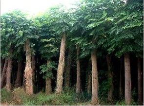 菏澤合歡樹苗價(jià)格及林杰花木銷售中心供應(yīng)商服務(wù)解析