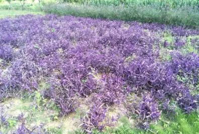 聚焦富民 以樹木種植經(jīng)營充實百姓口袋