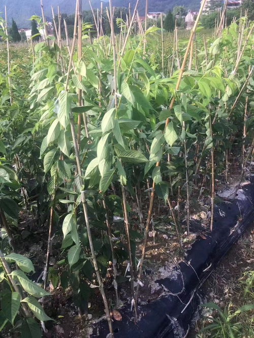 八重垂枝櫻花的種植歷史與農(nóng)副產(chǎn)品銷售