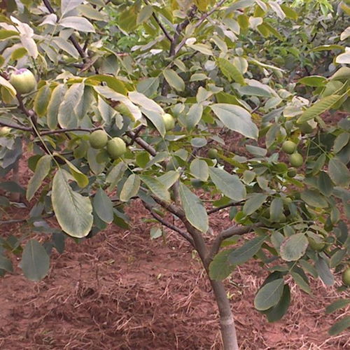 豐產(chǎn)核桃樹苗種植與經(jīng)營技術指南