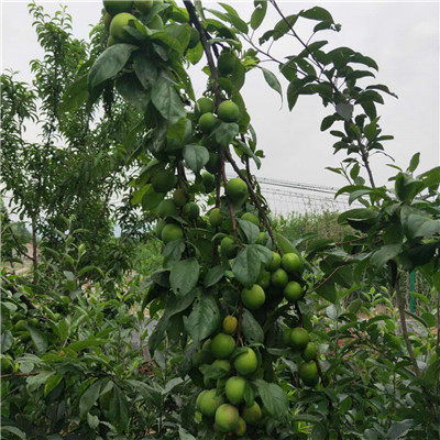 海南澳李14號李子苗小苗種植技術與經(jīng)營策略