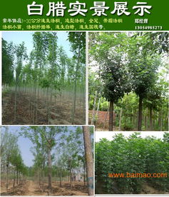 山東濟寧法桐價格與種植經(jīng)營指南 11公分與9公分法桐報價及供應商信息