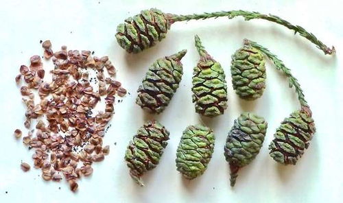 森林火災與長壽樹的繁衍奇跡