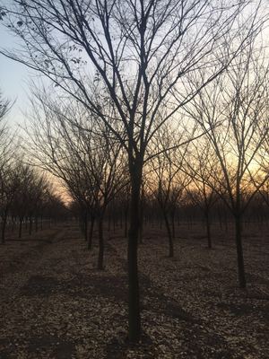 精選優(yōu)質(zhì)苗木供應(yīng)，打造綠色生態(tài)之美