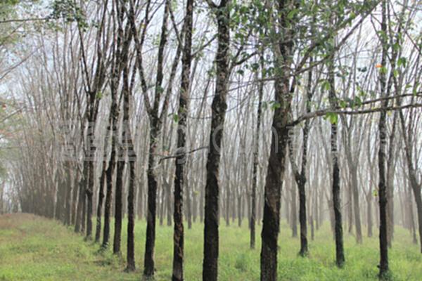 橡膠工廠(chǎng)與樹(shù)木種植經(jīng)營(yíng)的共生模式 從林場(chǎng)到車(chē)間的可持續(xù)循環(huán)