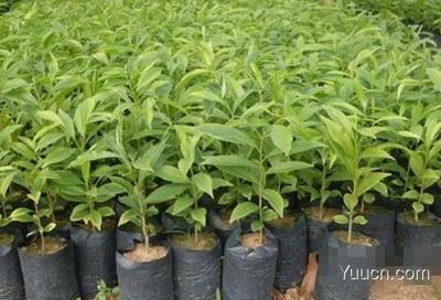 沉香樹(shù)種植與沉香木市場(chǎng)價(jià)值探析及農(nóng)副產(chǎn)品銷(xiāo)售策略