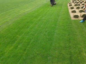 遼陽(yáng)綠化新篇章 草坪種植、苗木基地與樹(shù)木種植經(jīng)營(yíng)全解析