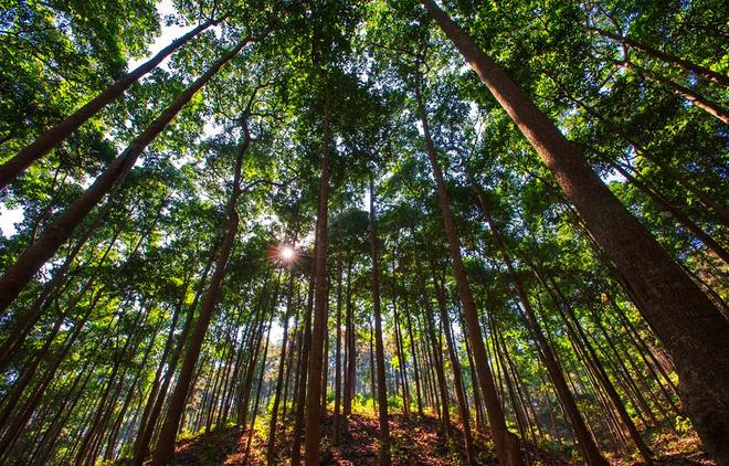 種樹(shù)容易砍樹(shù)難？——剖析林木采伐許可證辦理的挑戰(zhàn)與平衡